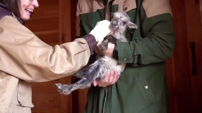 «Блестящие профессионалы»: Московский зоопарк поздравил ветеринаров с прадником