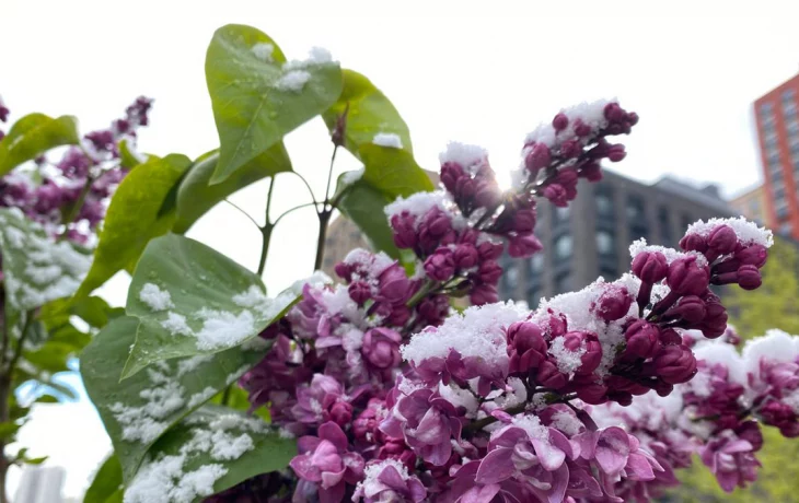 Синоптик Позднякова: 9 мая 2024 года стало самым снежным в Москве