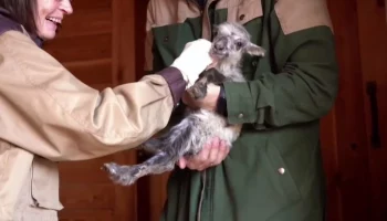 «Блестящие профессионалы»: Московский зоопарк поздравил ветеринаров с прадником