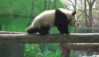 «Смелость от Жуи»: Московский зоопарк рассказал о чертах характера панды Катюши
