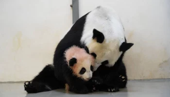 «Это невероятно»: панда Диндин показала Катюше, как выйти в большой вольер