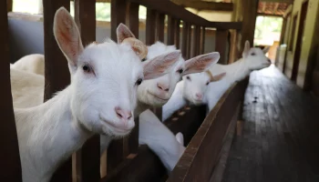 Два козленка появились на свет у знаменитого семейства коз из Южного Бутова
