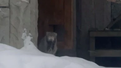 «Ближе к вечеру показался»: Московский зоопарк поделился кадрами с манулом Тимофеем