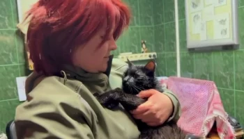«Не знал, как спуститься»: кот застрял в вольере волков Московского зоопарка