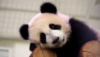 «Готовится ко сну, а вы?»: в Московском зоопарке показали сонную панду Катюшу