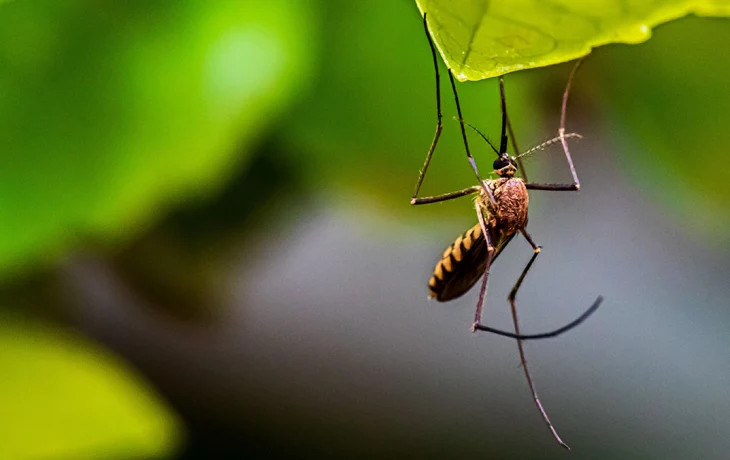 От денге до чумы: чем при укусе могут заразить комары и клещи