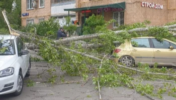 Сильный ветер повалил деревья и повредил конструкции в Москве