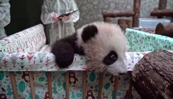 Собянин: москвичи выбрали имя для детеныша панды из столичного зоопарка