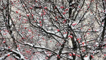 Дроны с голосовым сообщением запускали при поисках пропавших в тайге Усольцевых