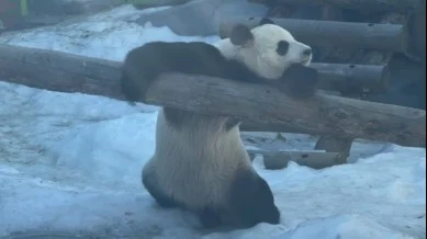 &laquo;Греется на солнышке&raquo;: Московский зоопарк показал отдыхающего в вольере Жуи