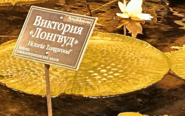 Самая большая в мире кувшинка впервые расцвела в ботаническом саду МГУ