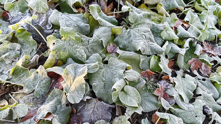 Первые заморозки ударили в столичном регионе