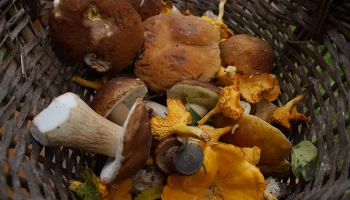 Mash: Массовое отравление лесными рыжиками и опятами произошло в Геленджике
