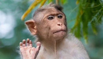 В Роспотребнадзоре заявили, что в РФ отсутствует угроза распространения оспы обезьян