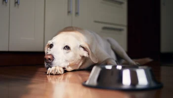 Mash: Whiskas, Pedigree и другие корма могут исчезнуть из России