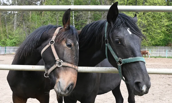 Международная конная выставка «Эквирос» пройдет в Москве с 22 по 24 мая Международная конная выставка «Эквирос» пройдет в Москве с 22 по 24 мая