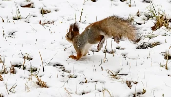 Холодный фронт: когда в Москве образуется устойчивый снежный покров