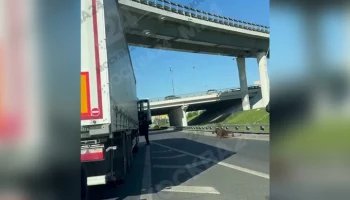 Движение частично перекрыли на МКАД из-за ДТП с лосем