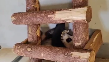 «На редкость спокойная»: Московский зоопарк показал тихую игру панды Катюши