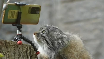 «Стремится»: Московский зоопарк показал осваивающего «людские» технологии Тимошу