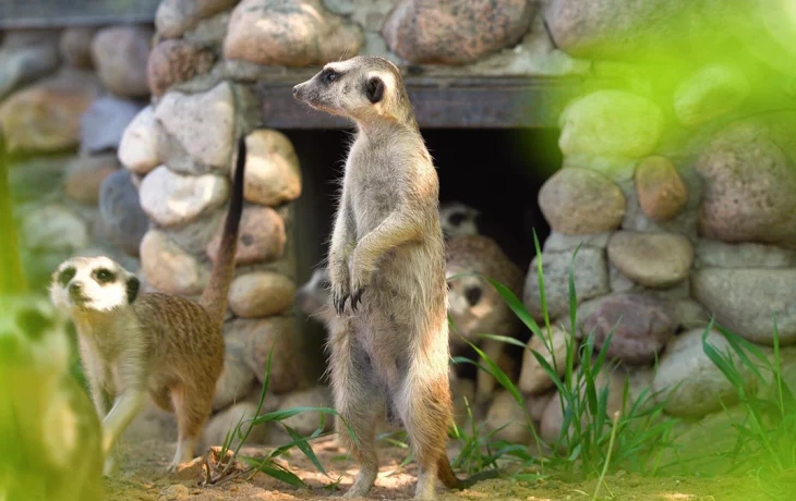«Мотивация»: Московский зоопарк показал энергичную жизнь сурикатов «Мотивация»: Московский зоопарк показал энергичную жизнь сурикатов