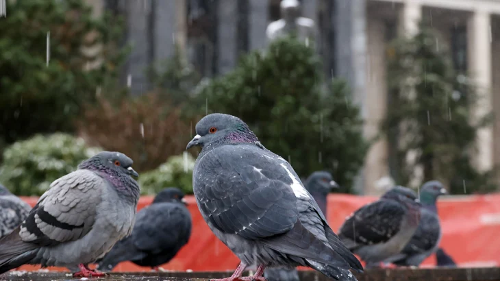Синоптики пообещали москвичам облачную погоду со снегом 16 декабря Синоптики пообещали москвичам облачную погоду со снегом 16 декабря
