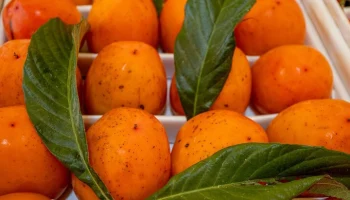 Сезон хурмы начался на московских ярмарках