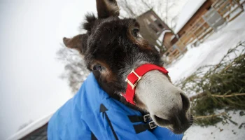 В Московском зоопарке показали будни вернувшегося со СВО ослика Жорика