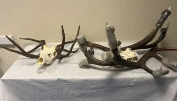 Таможенники во Внуково изъяли у иностранца рога и черепа благородного оленя Таможенники во Внуково изъяли у иностранца рога и черепа благородного оленя