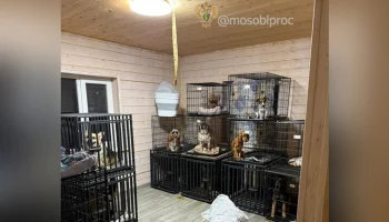 Юрист Георгиева: до 5 лет может грозить владельцам зоогостиницы в Подмосковье