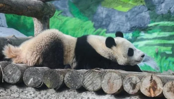 Сергей Собянин рассказал о планах развития Московского зоопарка Сергей Собянин рассказал о планах развития Московского зоопарка