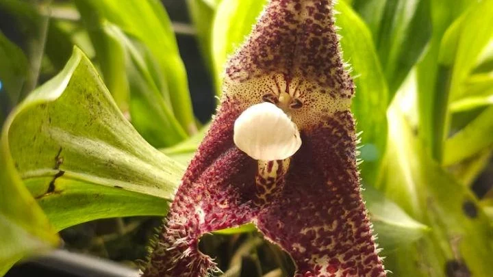 Уникальная орхидея-вампир расцвела в московском «Аптекарском огороде» Уникальная орхидея-вампир расцвела в московском «Аптекарском огороде»