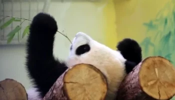 &laquo;Никого не напоминает?&raquo;: Московский зоопарк показал повторяющую за отцом Катюшу