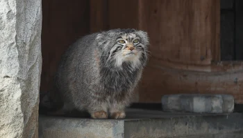 Японский зоопарк не смог передать невесту для манула Тимофея в Московский зоопарк