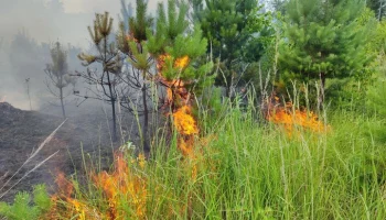 Лесной пожар ликвидировали в Подмосковье