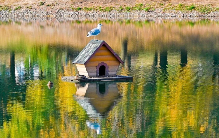 Более 20 прудов благоустроят в столице в этом году Более 20 прудов благоустроят в столице в этом году