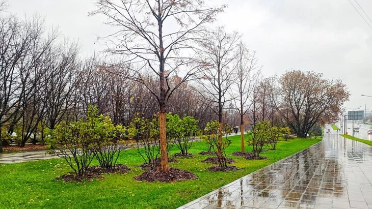 Более 700 деревьев высадят на Щелковском шоссе и улицах на востоке Москвы Более 700 деревьев высадят на Щелковском шоссе и улицах на востоке Москвы