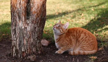Женщина приютила брошенного и пропавшего в Москве кота
