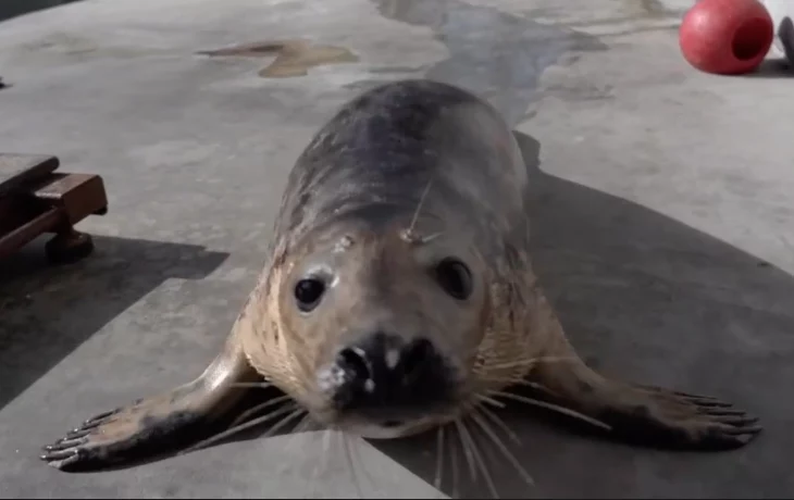 Московский зоопарк показал тюлененка Бруни в его первый день рождения (видео) Московский зоопарк показал тюлененка Бруни в его первый день рождения (видео)