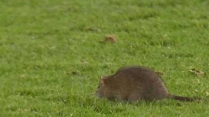 Крыса едва не сорвала футбольный матч между сборными Уэльса и Бельгии Крыса едва не сорвала футбольный матч между сборными Уэльса и Бельгии