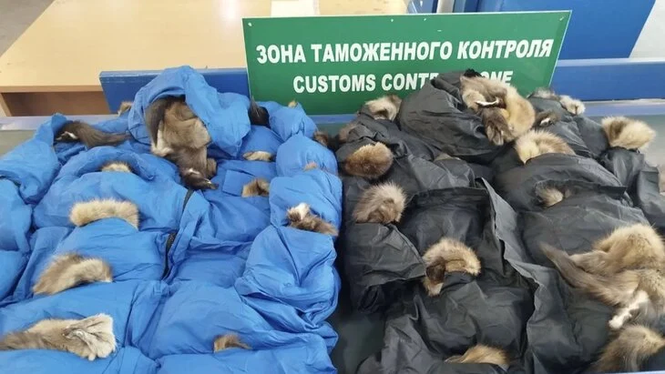 Таможенники нашли пушнину на 7 млн рублей в посылках из Москвы в Китай Таможенники нашли пушнину на 7 млн рублей в посылках из Москвы в Китай