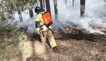 Россельхоз: площадь, пройденная огнем в 2024 году, в 1,5 раза меньше многолетней нормы