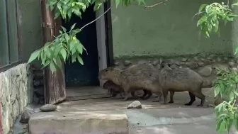 &laquo;Покинули лужайку&raquo;: Московский зоопарк показал обеспокоенных грозой капибар