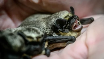 Три летучие мыши влетели в квартиру москвички с разницей в сутки Три летучие мыши влетели в квартиру москвички с разницей в сутки