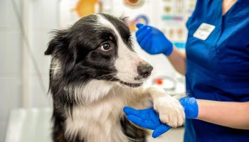 Аналогов нет: московский студент создал биопластырь для лечения ран у животных