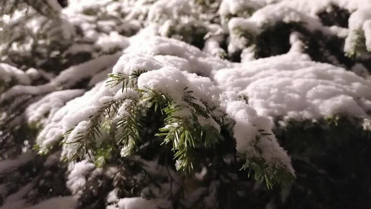 Незаконной вырубки новогодних деревьев не обнаружено в Москве