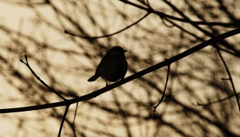 Опера и экоквест: парки Москвы подготовили мероприятия на выходные