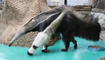 Самка гигантского муравьеда поселилась в Московском зоопарке