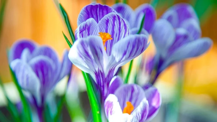 «Мосбилет» открывает весенний сезон в оранжереях музея-заповедника «Царицыно» «Мосбилет» открывает весенний сезон в оранжереях музея-заповедника «Царицыно»