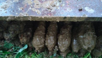 Спасатели обезвредили 33 мины времен Великой Отечественной войны под Можайском